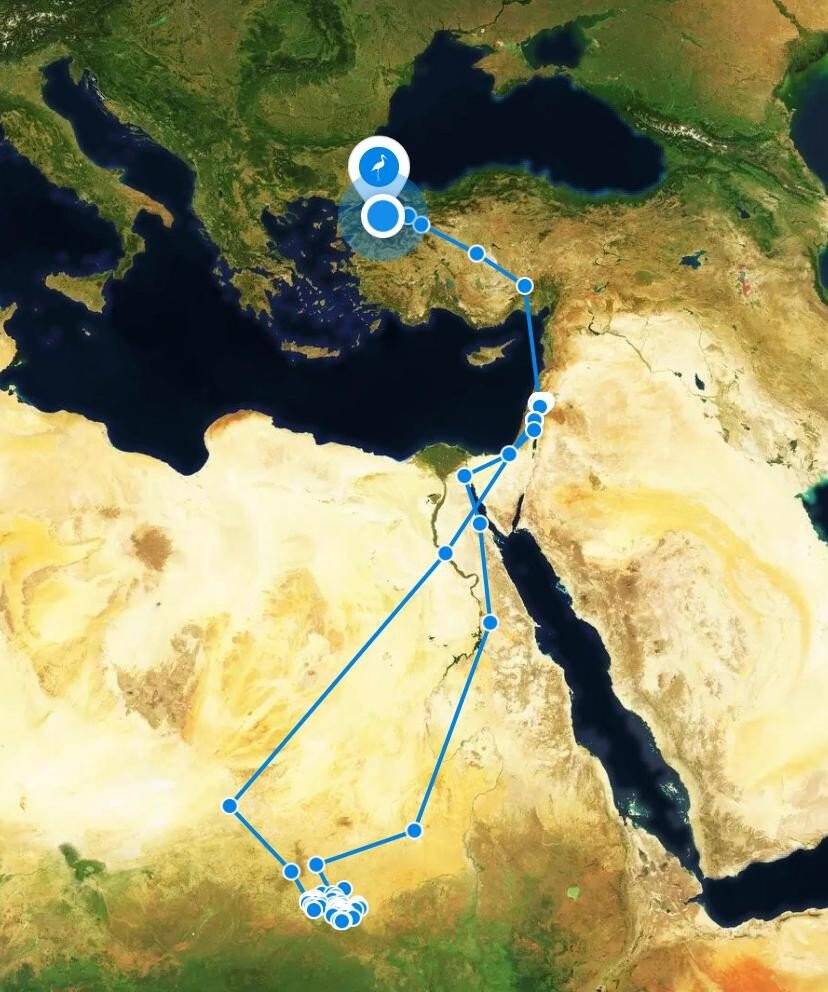 Klippi adlı Leylek 3 yılda 10 bin 985 kilometre kat etti