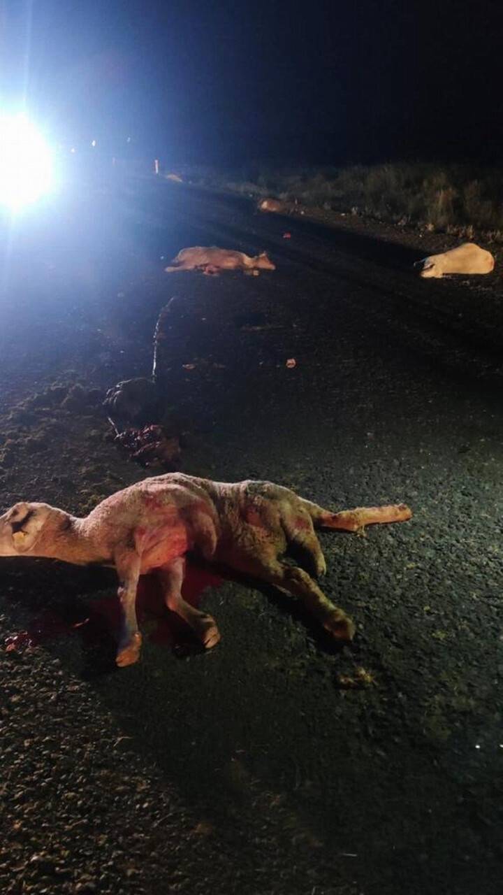 Konya'da kaza! Otomobil sürüye daldı, 14 koyun telef oldu