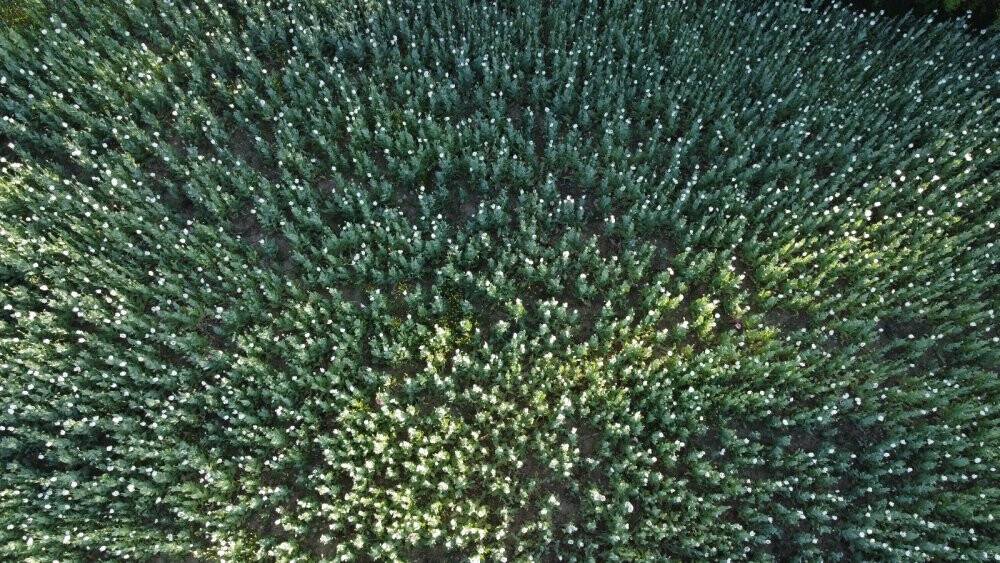 Hüyük’te haşhaş tarlaları çiçek açtı