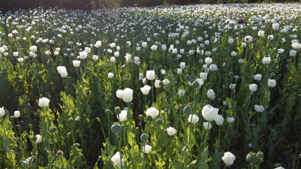 Hüyük’te haşhaş tarlaları çiçek açtı