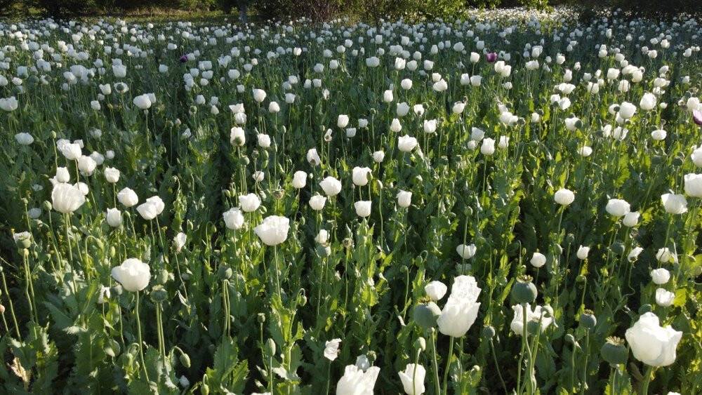 Hüyük’te haşhaş tarlaları çiçek açtı