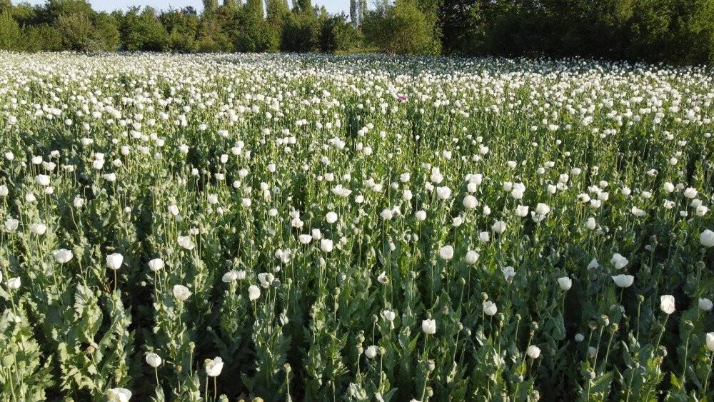 Hüyük’te haşhaş tarlaları çiçek açtı