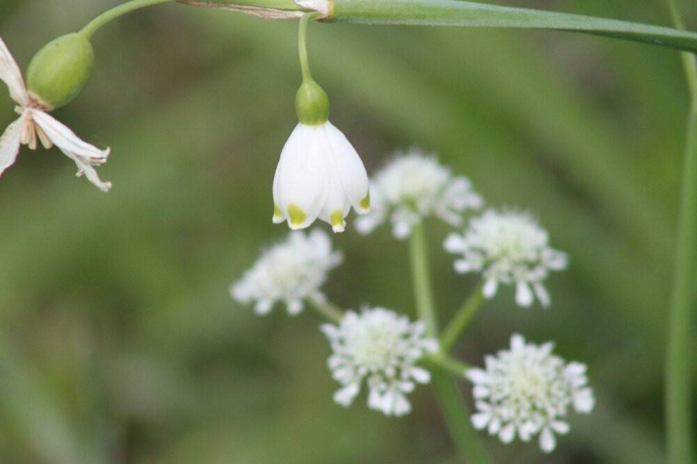 Şifa kaynağı 'göl soğanı' fotoğraf tutkunlarının ilgisini çekiyor