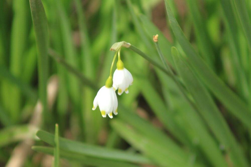 Şifa kaynağı 'göl soğanı' fotoğraf tutkunlarının ilgisini çekiyor
