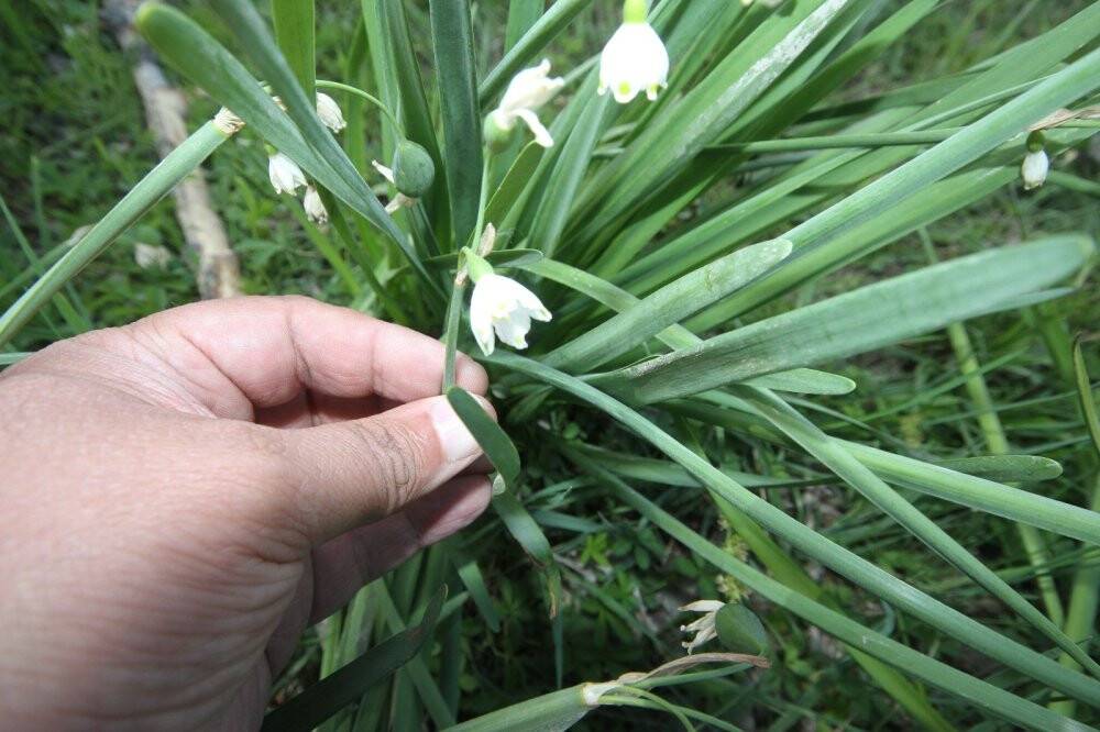 Şifa kaynağı 'göl soğanı' fotoğraf tutkunlarının ilgisini çekiyor