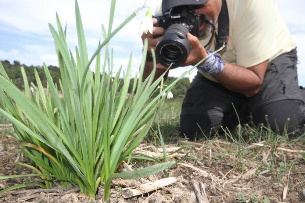 Şifa kaynağı 'göl soğanı' fotoğraf tutkunlarının ilgisini çekiyor