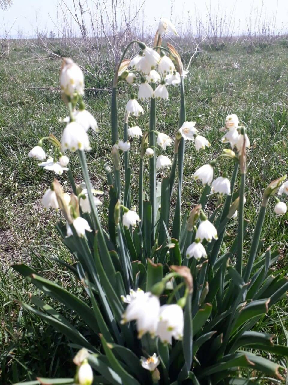 Şifa kaynağı 'göl soğanı' fotoğraf tutkunlarının ilgisini çekiyor