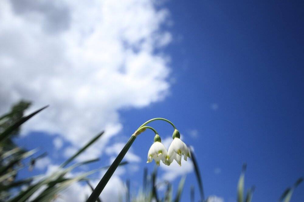 Şifa kaynağı 'göl soğanı' fotoğraf tutkunlarının ilgisini çekiyor