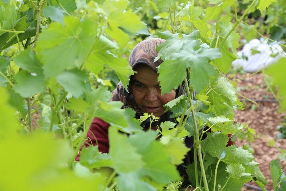 Konya'da asma yaprağı üreticiyi sevindiriyor