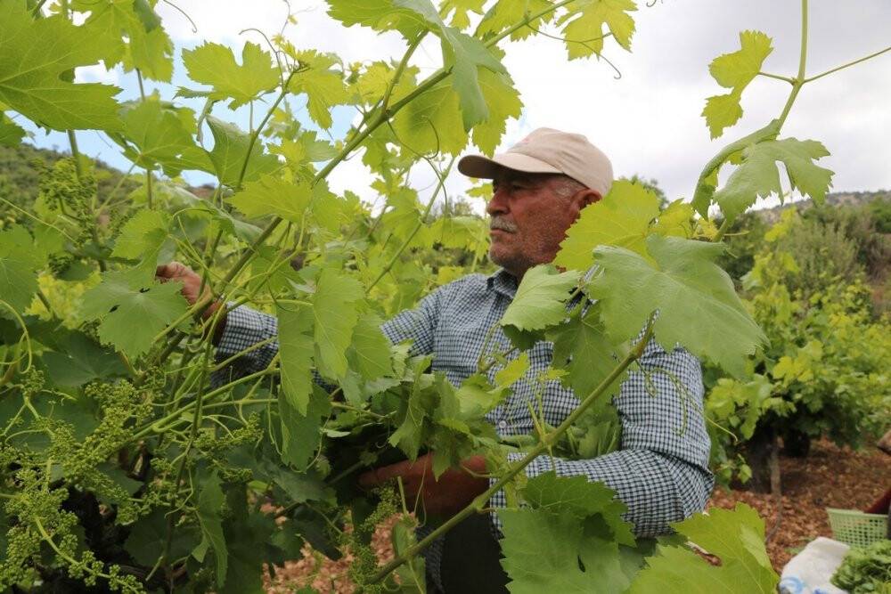 Konya'da asma yaprağı üreticiyi sevindiriyor