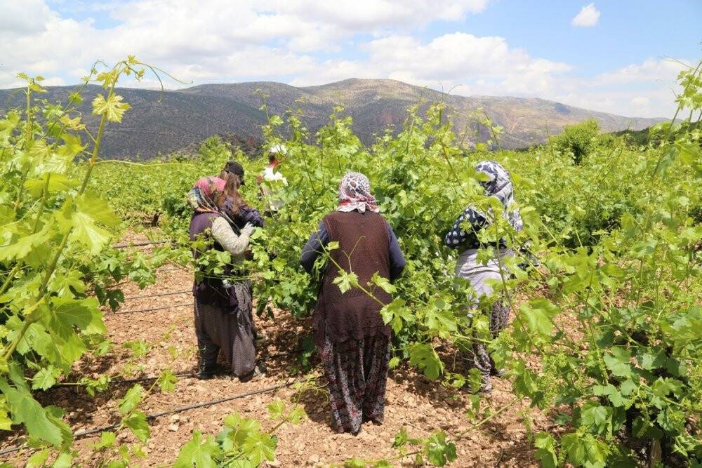 Konya'da asma yaprağı üreticiyi sevindiriyor