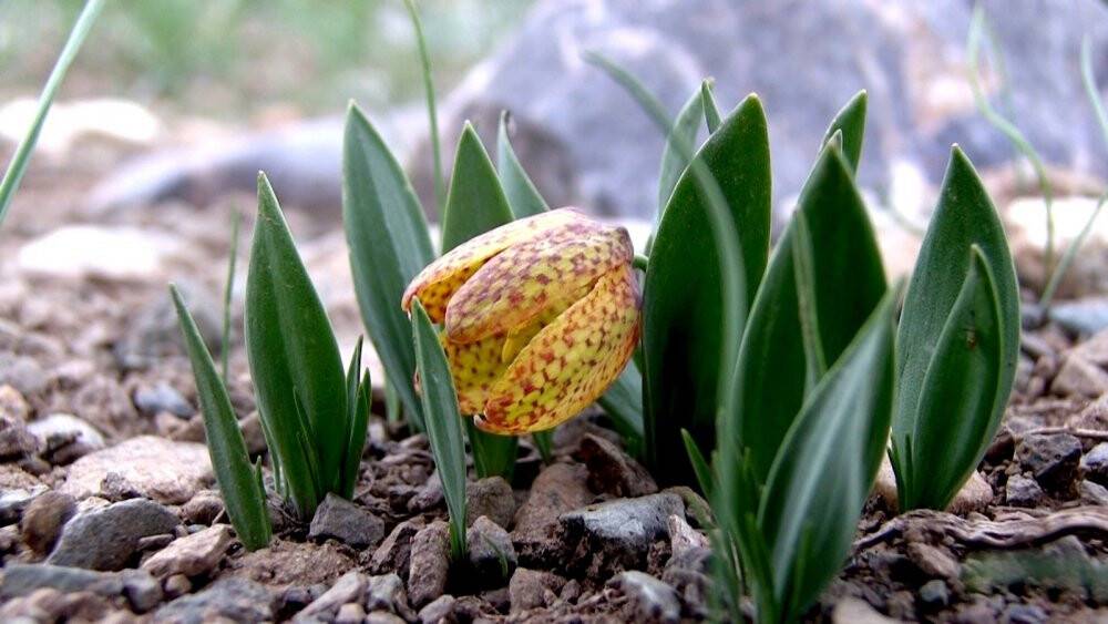 Bolkar Dağları dünyada tek ötmeyen kurbağaya ev sahipliği yapıyor