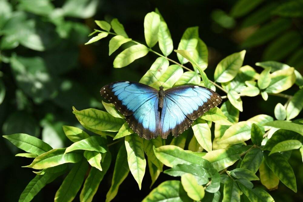 Tropikal kelebek bahçesi ziyaretçilerine kapılarını açtı