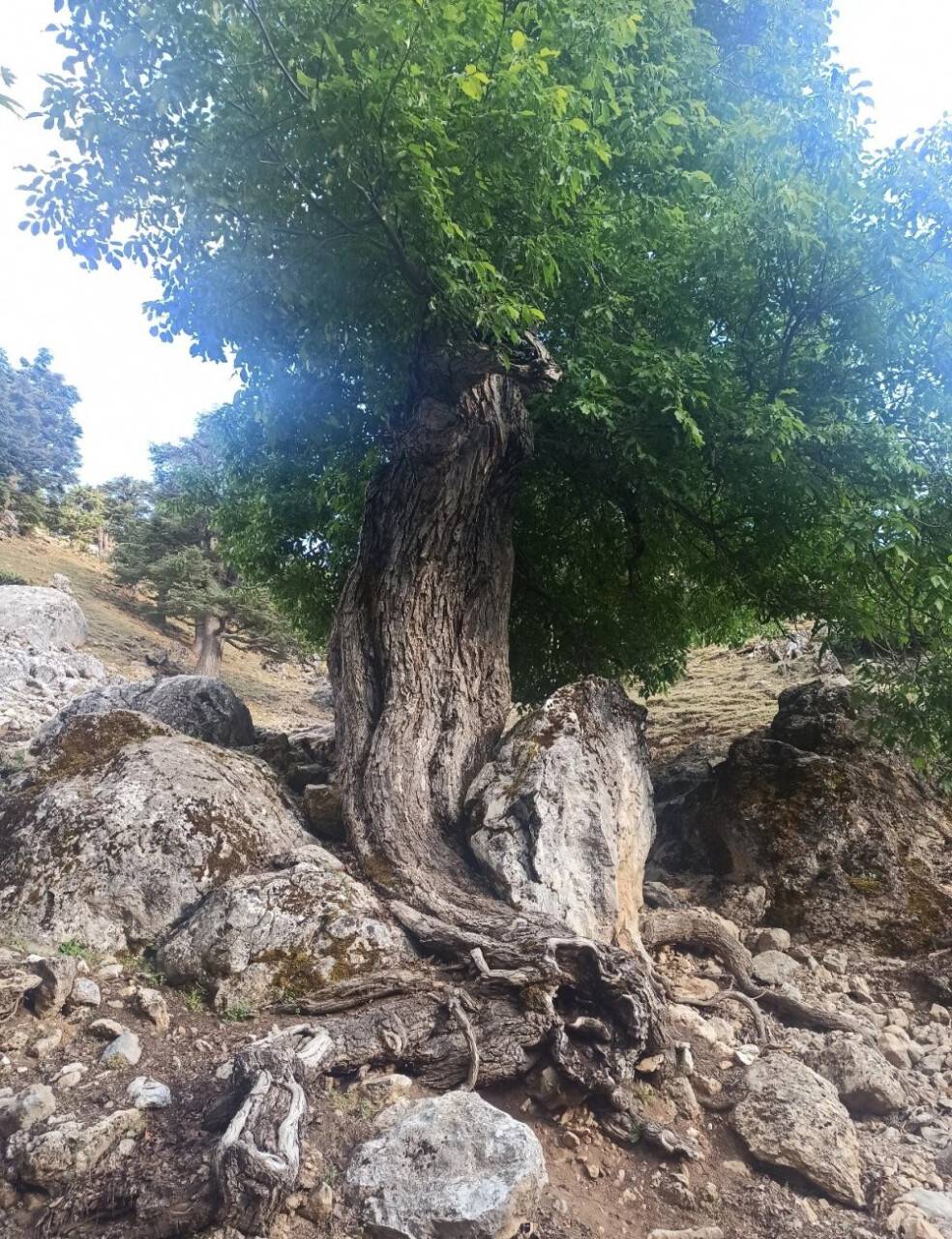 400 yıllık ceviz ağacı yıllara meydan okuyor