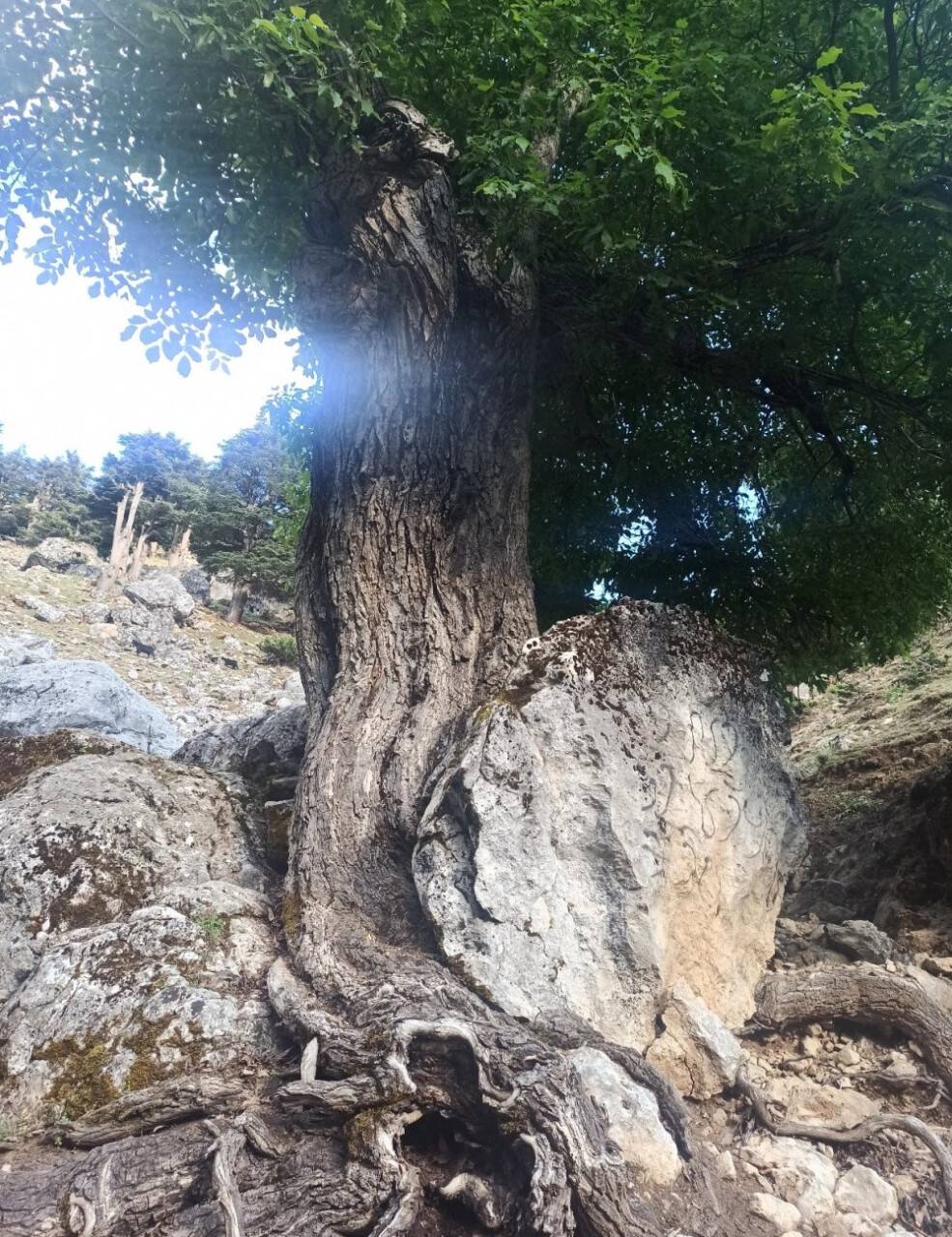 400 yıllık ceviz ağacı yıllara meydan okuyor