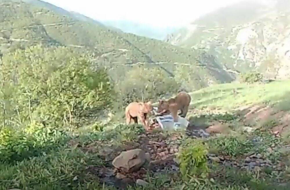 Bakan Pakdemirli’den su yalağında oynayan ayılarla ilgili "Halinden memnun” paylaşımı