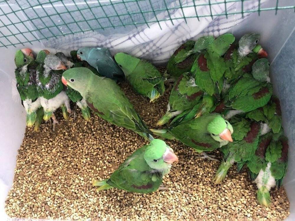Canlı hayvan kaçakçılığı operasyonu: 38 İskender papağanı ele geçirildi
