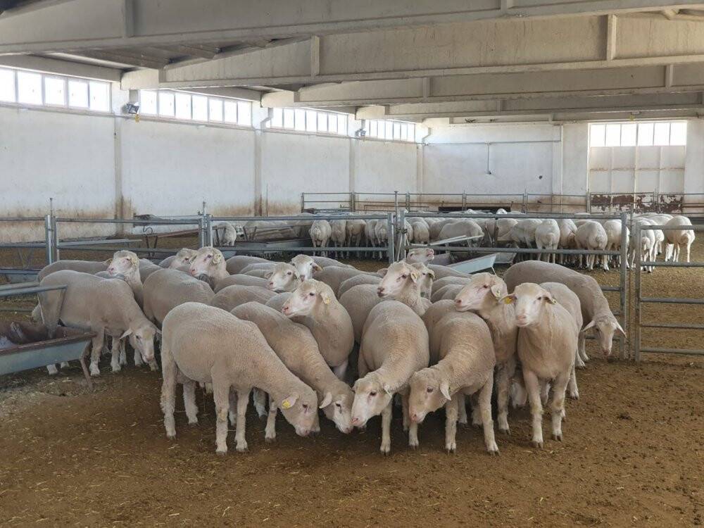 Konya Büyükşehir’den üreticiye damızlık koç desteği