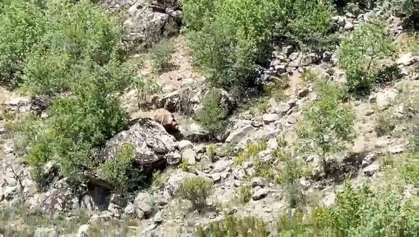 Konya’da nesli tehlike altında olan bozayı görüntülendi