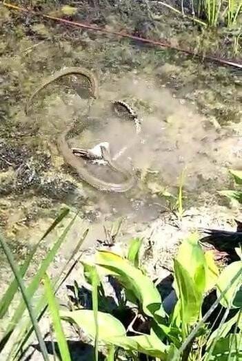 Göl kıyısında yılanların 'balık' kapma kavgası