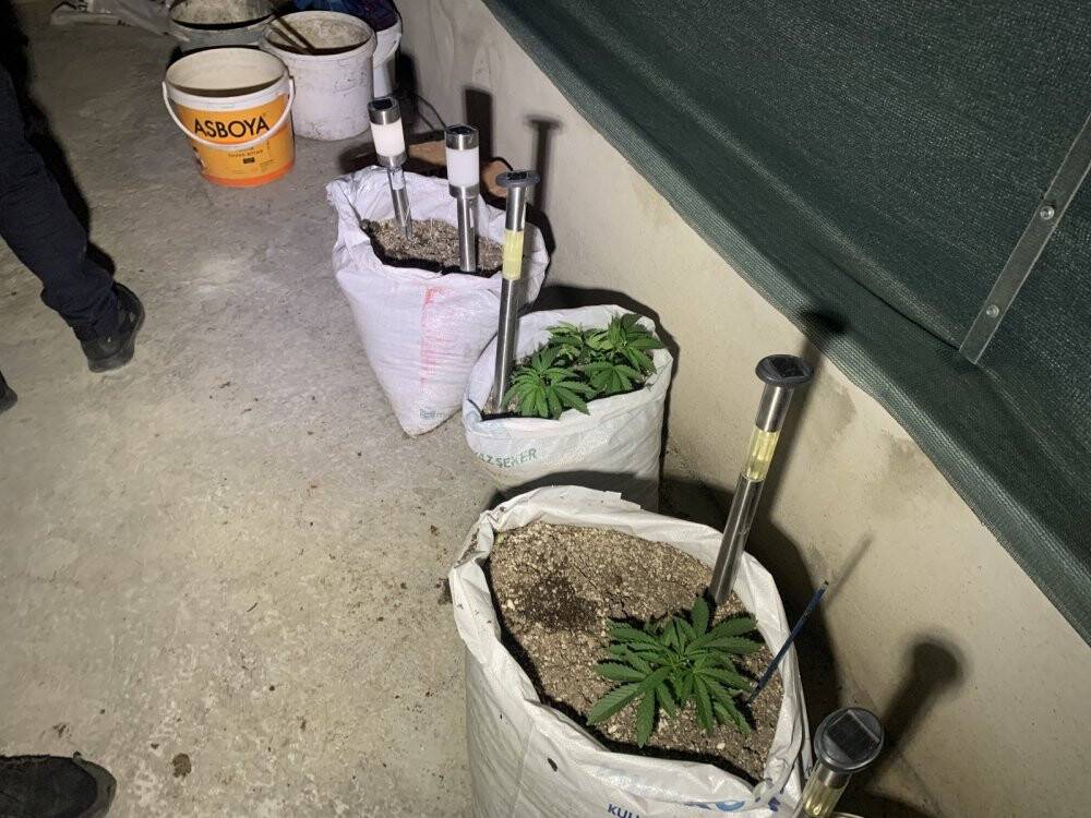 Konya'da aile içi kavgaya giden polis kenevir bahçesiyle karşılaştı