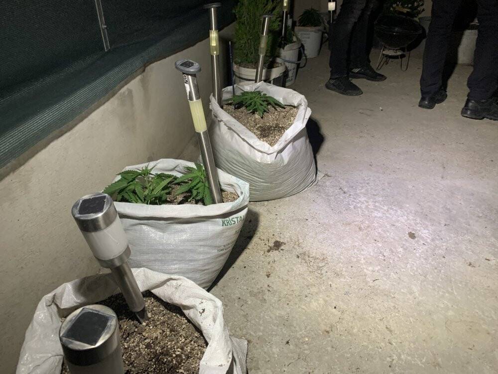 Konya'da aile içi kavgaya giden polis kenevir bahçesiyle karşılaştı