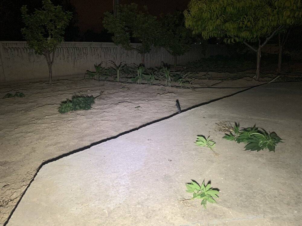 Konya'da aile içi kavgaya giden polis kenevir bahçesiyle karşılaştı