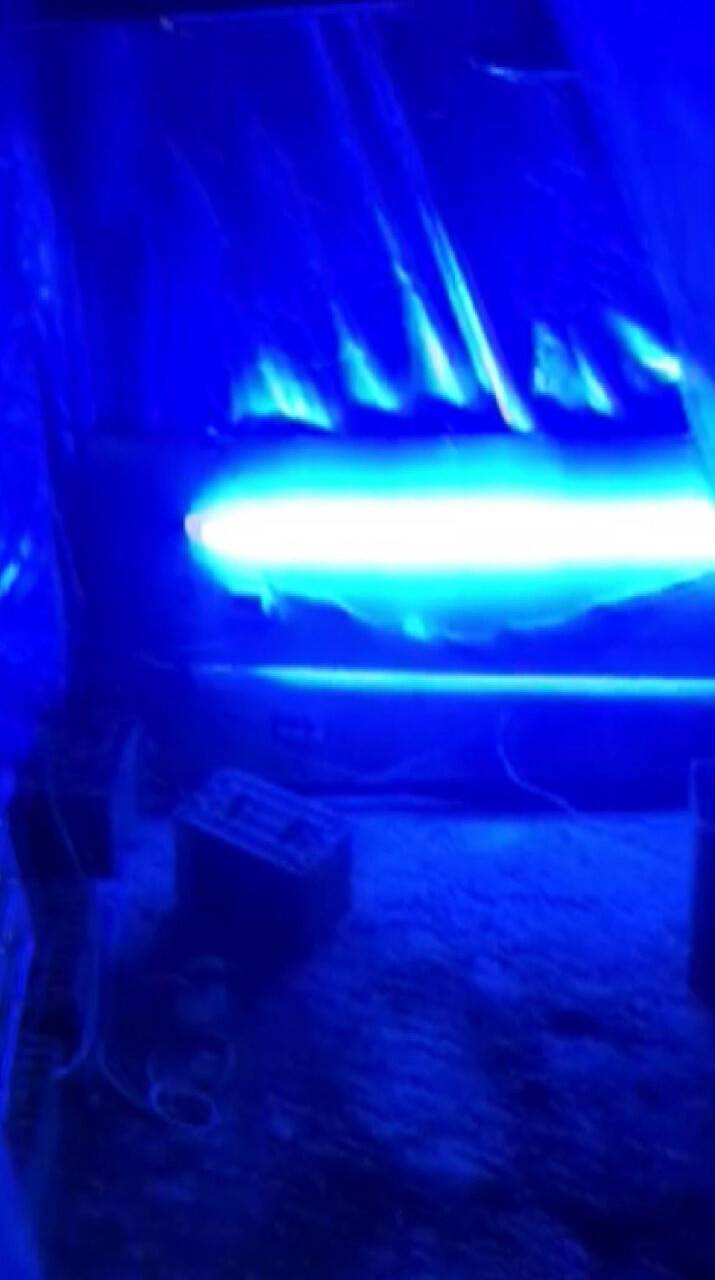 Konya'da aile içi kavgaya giden polis kenevir bahçesiyle karşılaştı