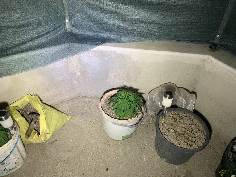 Konya'da aile içi kavgaya giden polis kenevir bahçesiyle karşılaştı