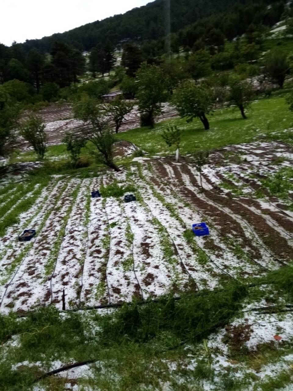 Bursa’da dolu yağışı mahsullere zarar verdi