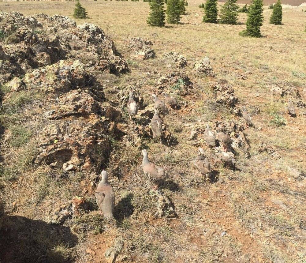 Konya’da izinsiz keklik için 61 bin lira ceza