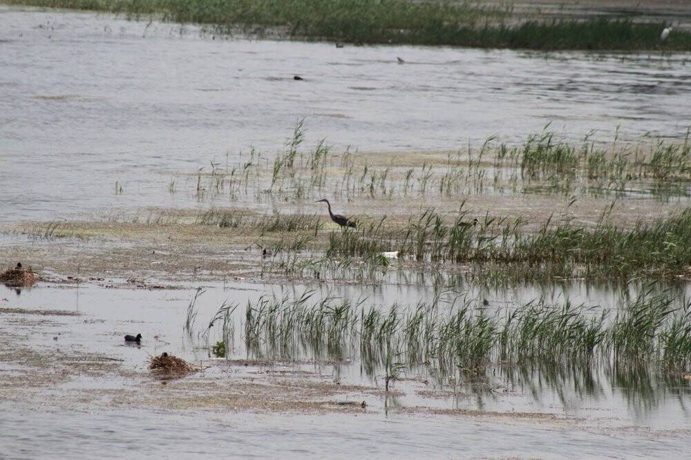 Beyşehir Gölü'nde su seviyesinin azalması tedirgin ediyor