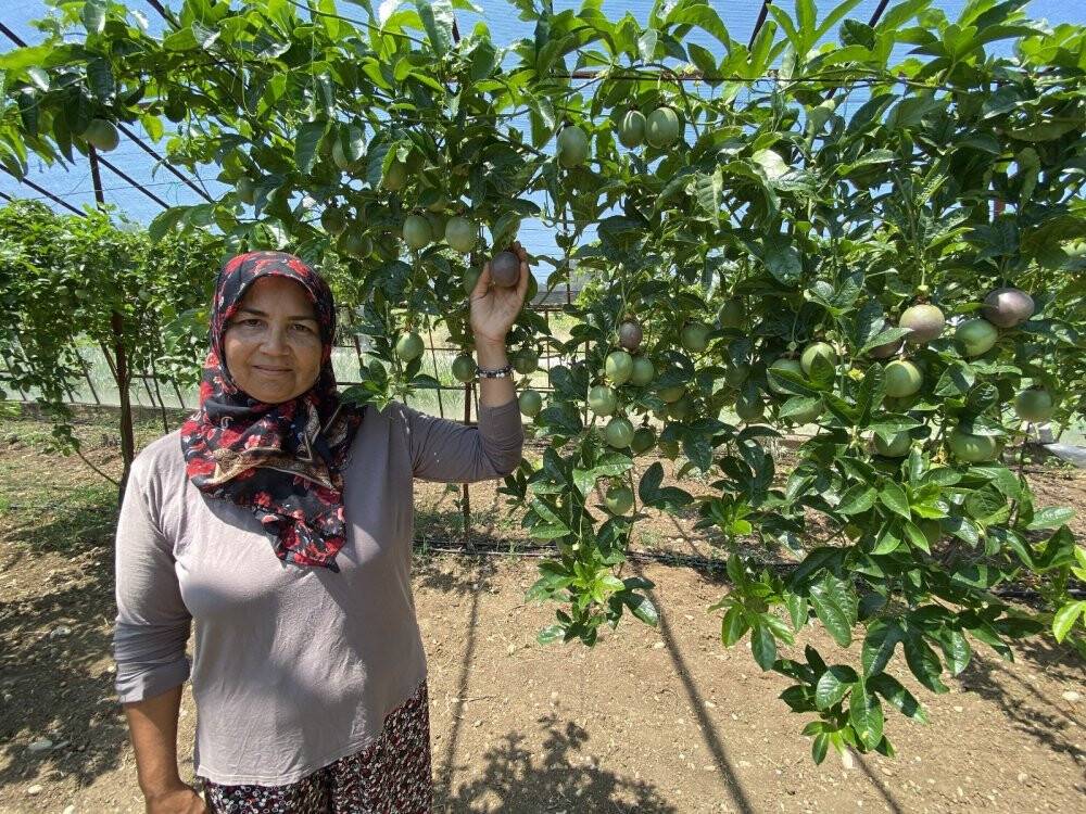 Şifa niyetine ektiği passiflora meyvesinin ticaretini yapıyor