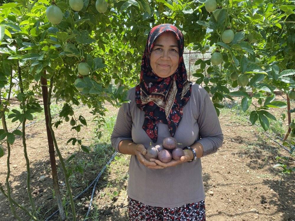 Şifa niyetine ektiği passiflora meyvesinin ticaretini yapıyor
