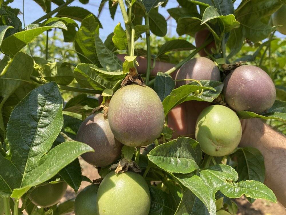 Şifa niyetine ektiği passiflora meyvesinin ticaretini yapıyor