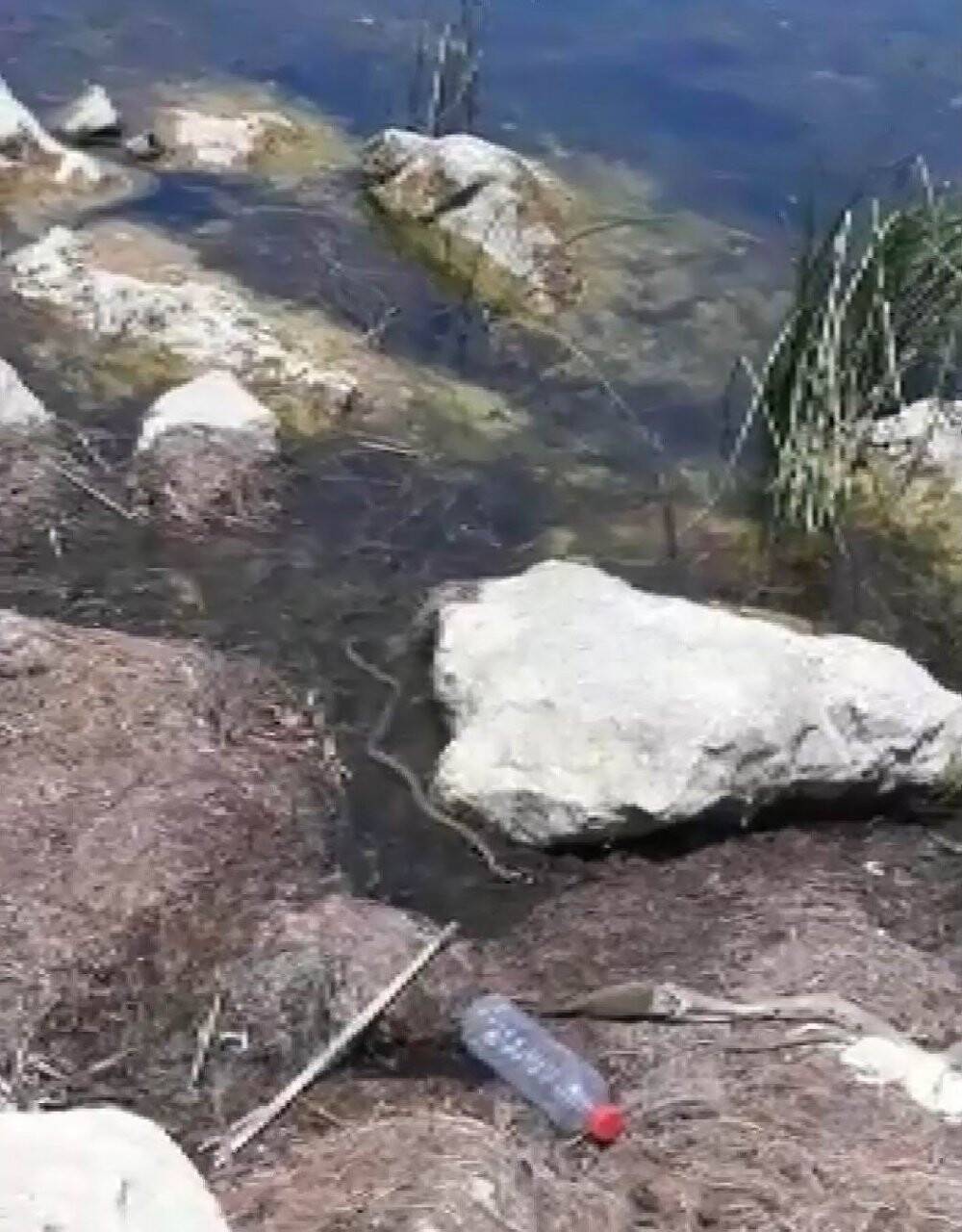 Yılan balığı yutmaya çalıştı, çeken vatandaşın diyalogları gülümsetti