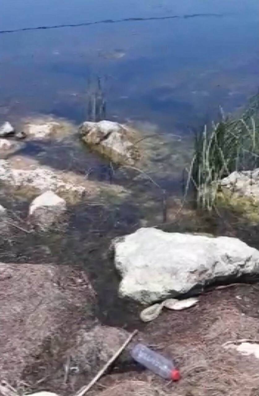 Yılan balığı yutmaya çalıştı, çeken vatandaşın diyalogları gülümsetti