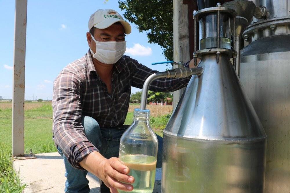 Kilosu 800 liradan satılan lavanta yağının hasadına başlandı