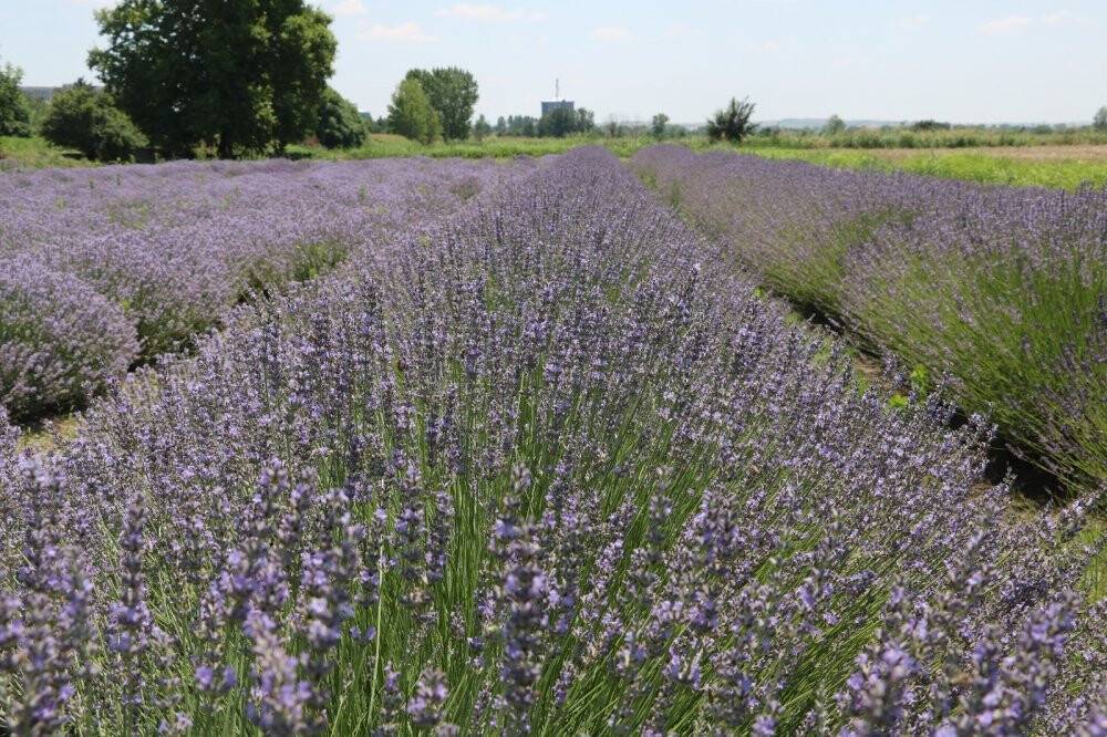 Kilosu 800 liradan satılan lavanta yağının hasadına başlandı