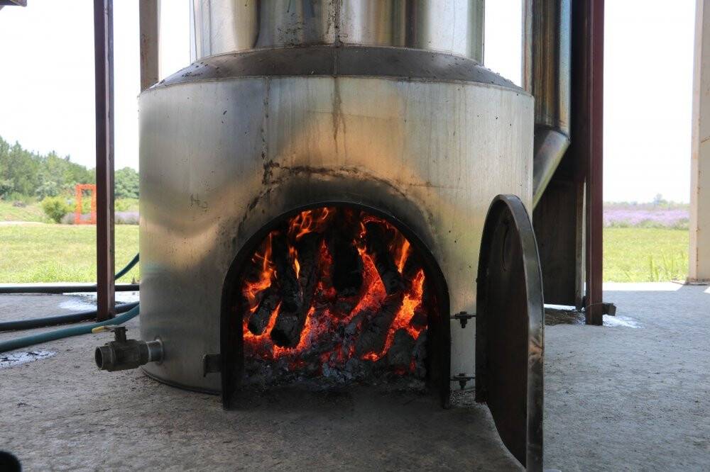 Kilosu 800 liradan satılan lavanta yağının hasadına başlandı