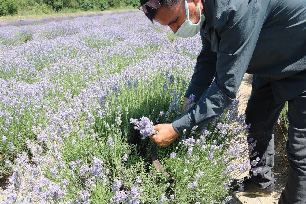 Kilosu 800 liradan satılan lavanta yağının hasadına başlandı