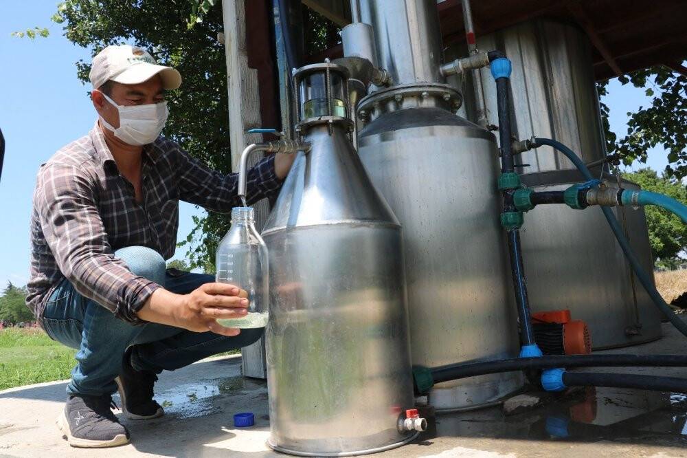 Kilosu 800 liradan satılan lavanta yağının hasadına başlandı