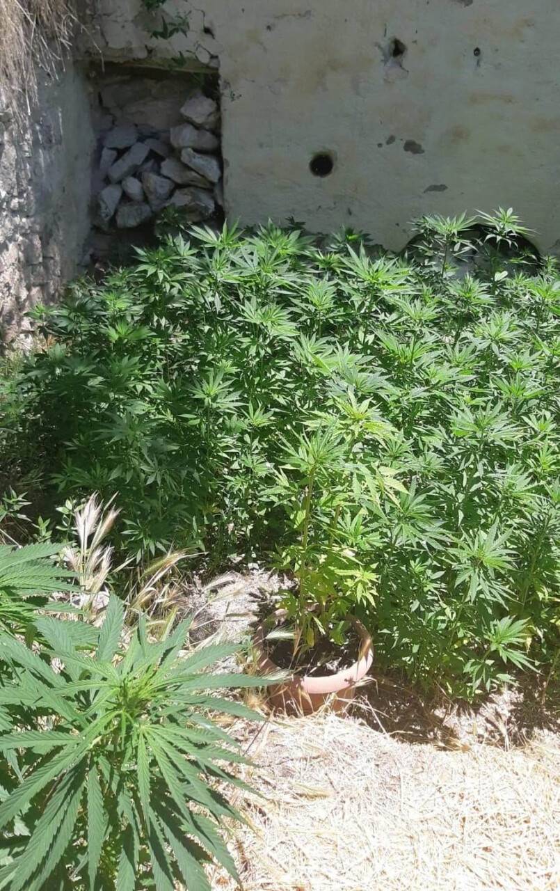 Konya’da jandarmadan uyuşturucu operasyonu