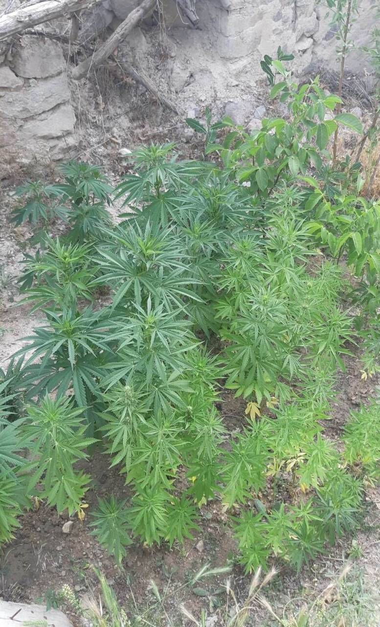 Konya’da jandarmadan uyuşturucu operasyonu