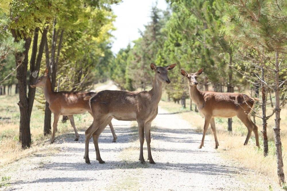 Başkan Konuk: Ekolojik çözümün raflara ulaşan bereketiyle de ekosisteme yatırımın ödülünü alıyoruz