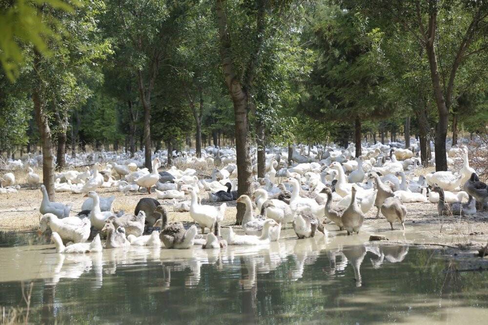 Başkan Konuk: Ekolojik çözümün raflara ulaşan bereketiyle de ekosisteme yatırımın ödülünü alıyoruz
