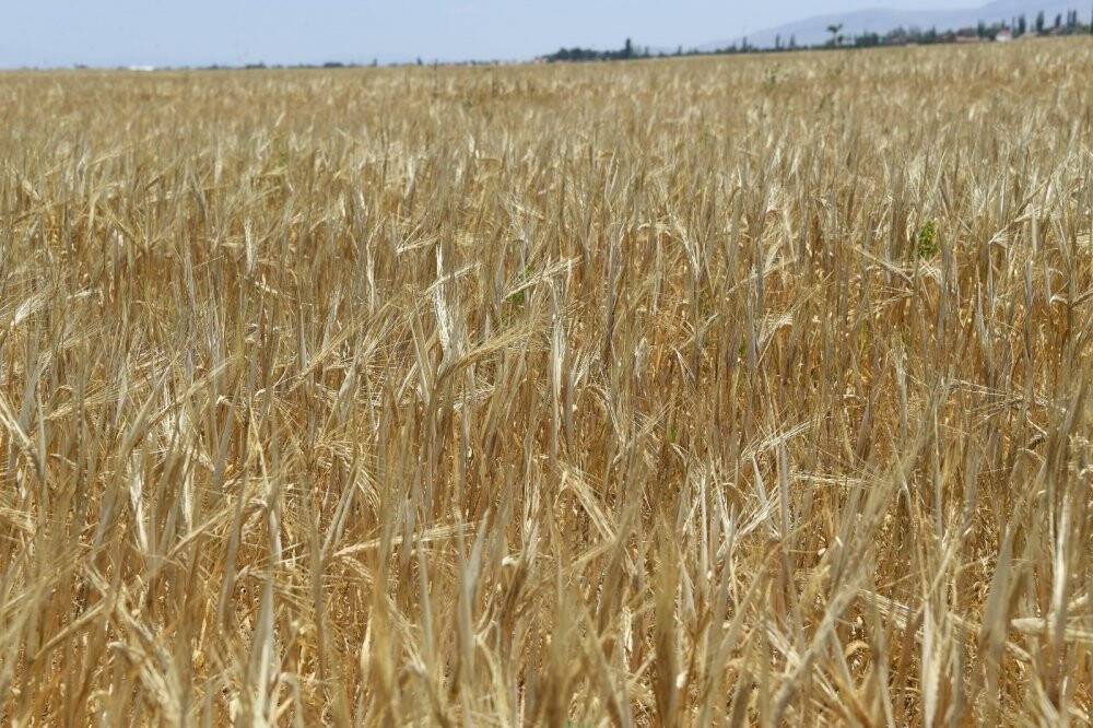 Konya’da atıl araziler ekilip hasadı yapıldı, geliri vatandaşa aktarılacak