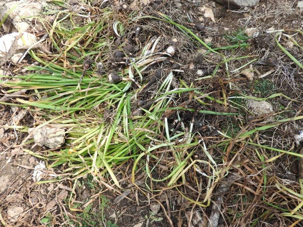 Konya'da yasa dışı göl soğanı sökümüne 80 bin 465 TL ceza