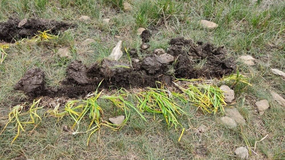 Konya'da yasa dışı göl soğanı sökümüne 80 bin 465 TL ceza