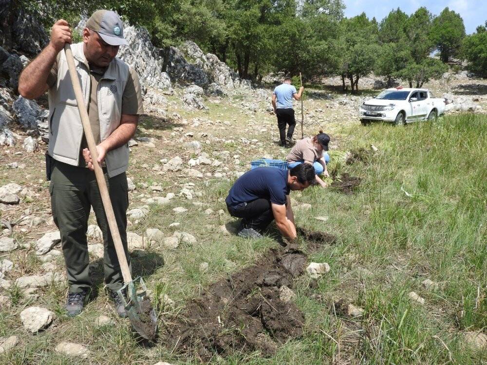 Konya'da yasa dışı göl soğanı sökümüne 80 bin 465 TL ceza